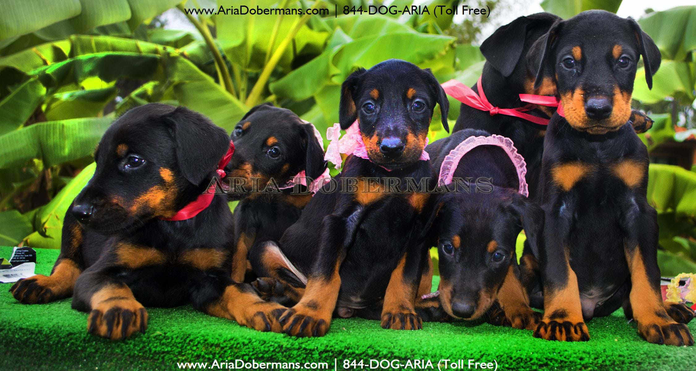 Doberman Sales 2017 Litters Houston